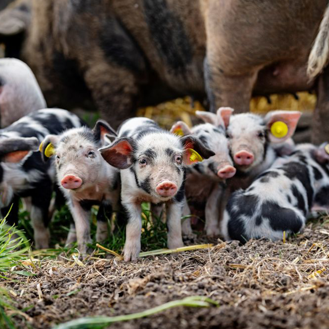 Pigs