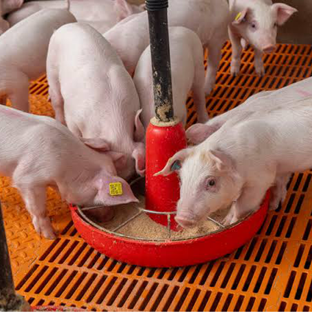 New piglet training
