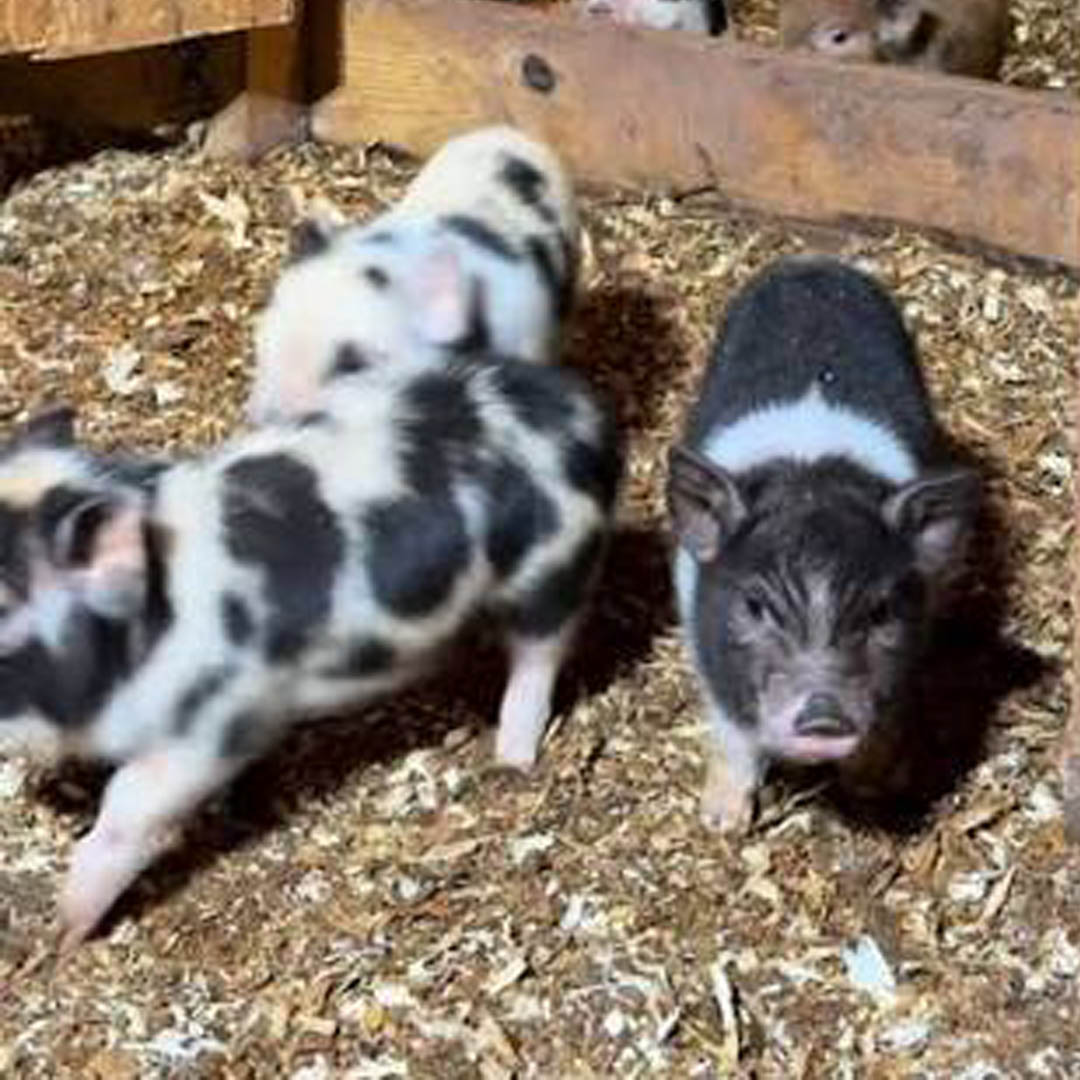 New piglet training