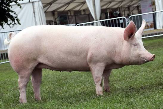 Large White Piglet thumb 3