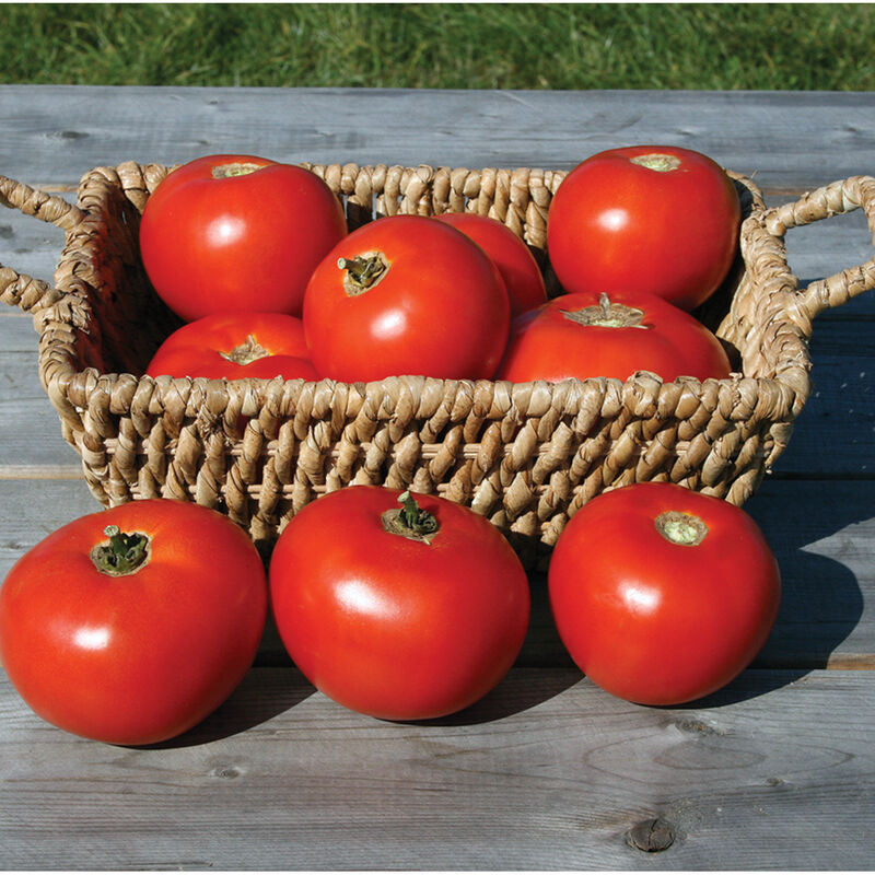 Fresh Tomatoes thumb 2