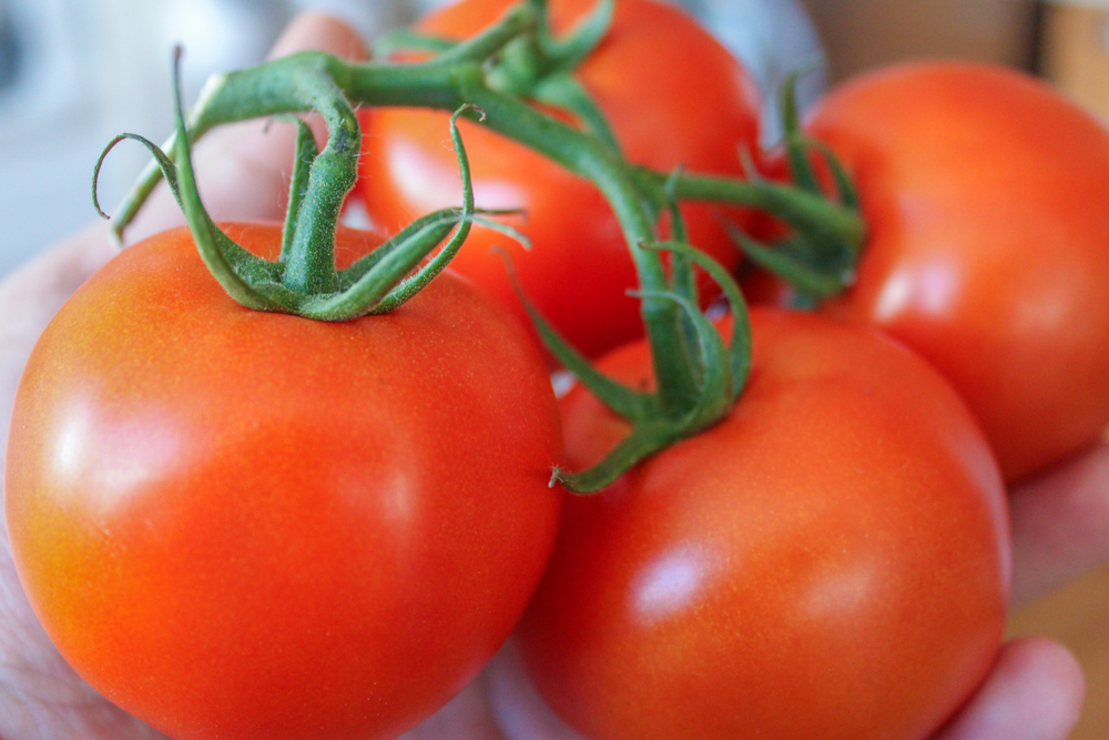 Fresh Tomatoes thumb 3
