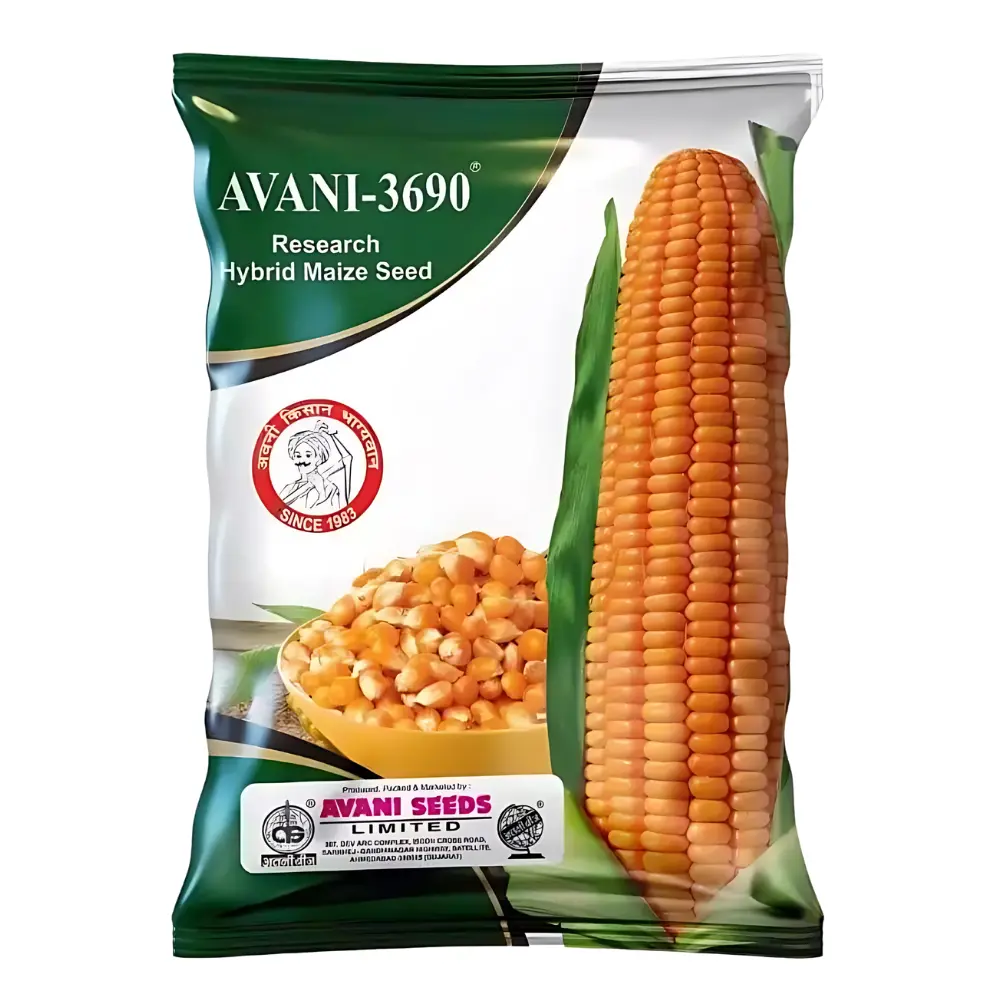 Hybrid Maize Seed