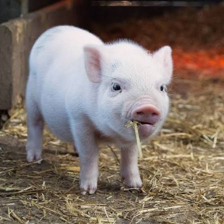 Healthy Piglet (8 Weeks) thumb 4
