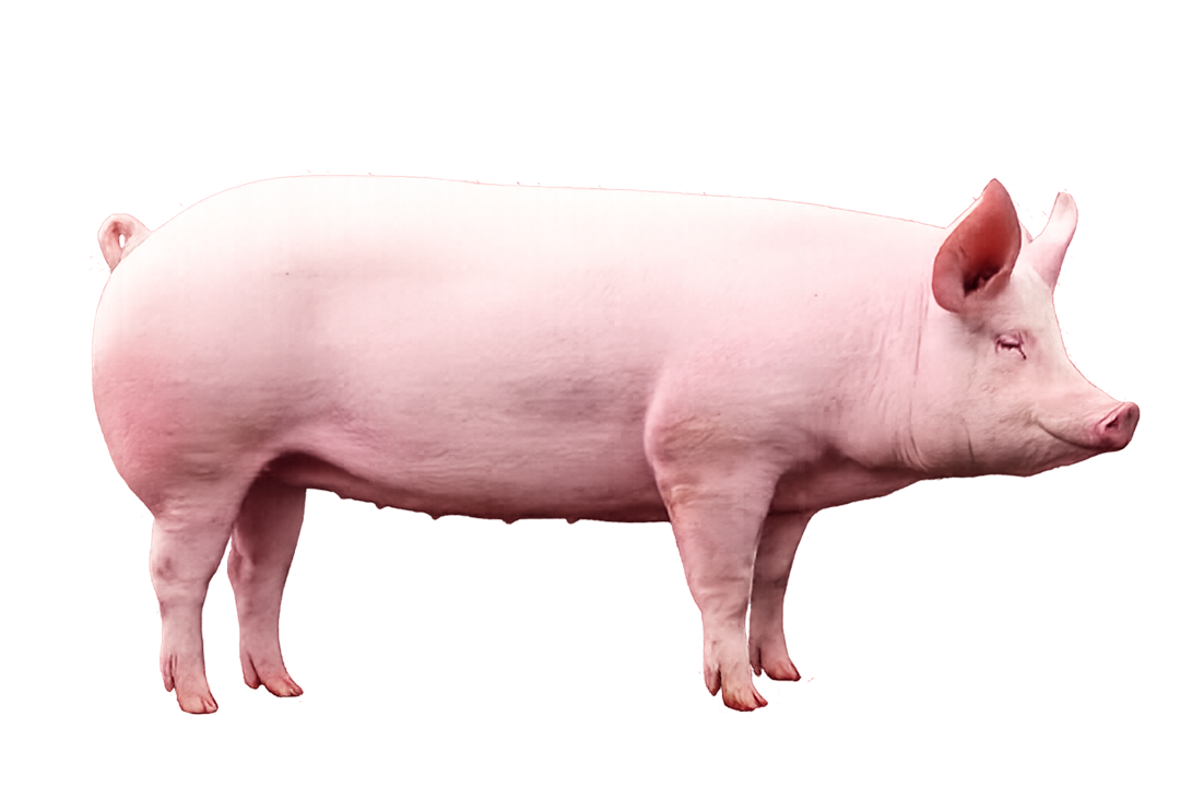 Large White Piglet