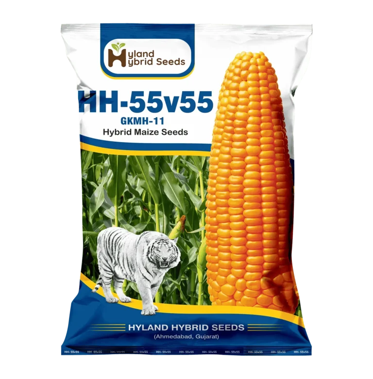 Hybrid Maize Seed thumb 2