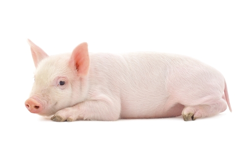 Healthy Piglet (8 Weeks)