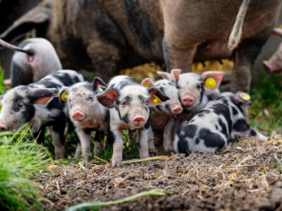 Premium Pig Feed